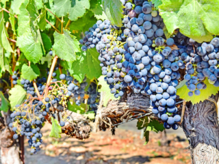 Sonoma Valley grapes