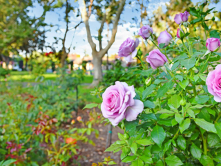 Sonoma Plaza Rose Garden
