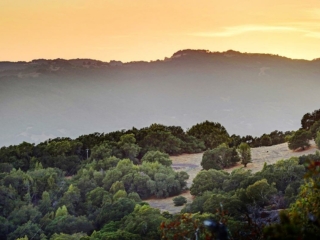 Sonoma Valley hillside